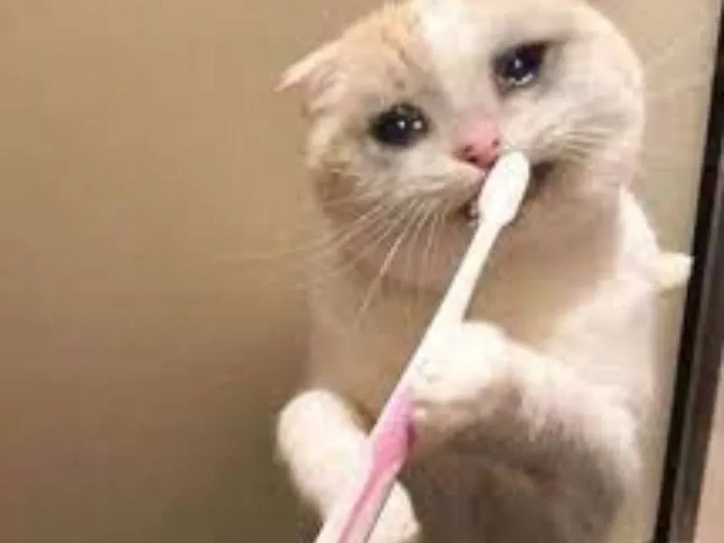 Happy crying meme kết hợp giữa hạnh phúc và nỗi buồn, cực kỳ hài hước!