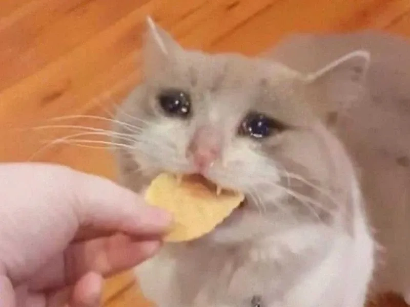 Cat crying meme khiến trái tim bạn tan chảy, dễ thương vô cùng!