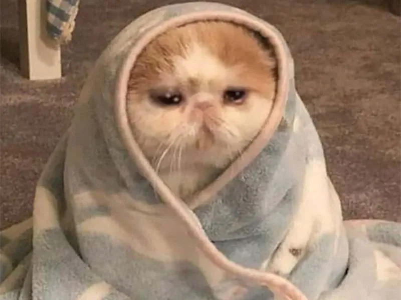 Meme cat crying cực kỳ hài hước và dễ thương, bạn không thể bỏ qua!