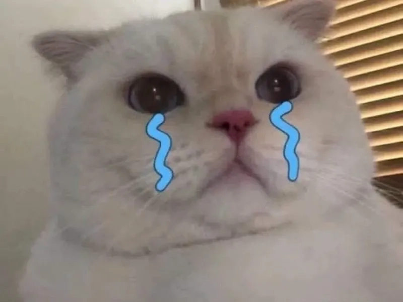 Meme crying cat khiến ai cũng phải bật cười, dễ thương quá đi!