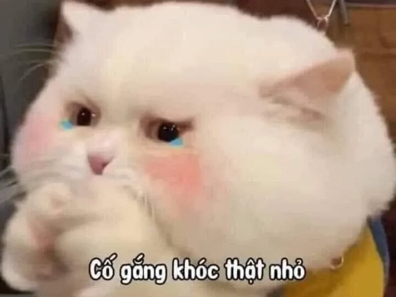 Cat meme crying làm bừng sáng mọi không gian, cực kỳ dễ thương.