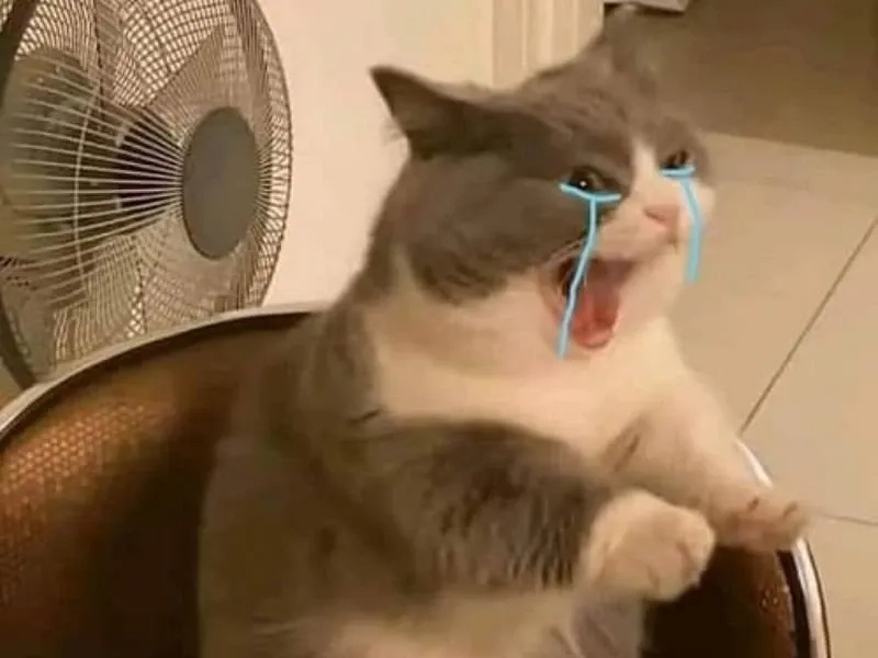 Cry meme cat khiến trái tim bạn tan chảy, sự dễ thương không thể cưỡng lại.