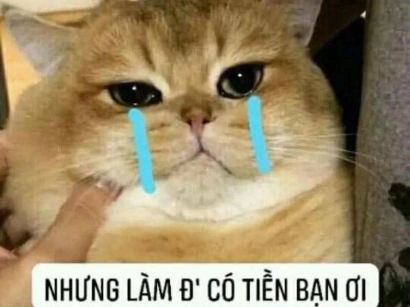 Crying pepe meme là một khoảnh khắc vừa cảm động vừa hài hước, rất đáng yêu!