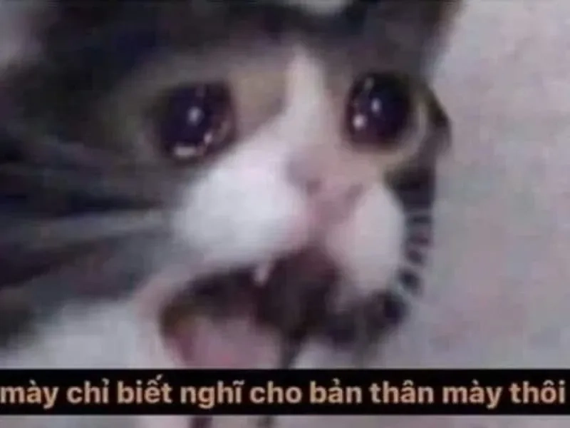 Meme jerry crying cực kỳ dễ thương và hài hước, khiến bạn không thể nhịn cười.