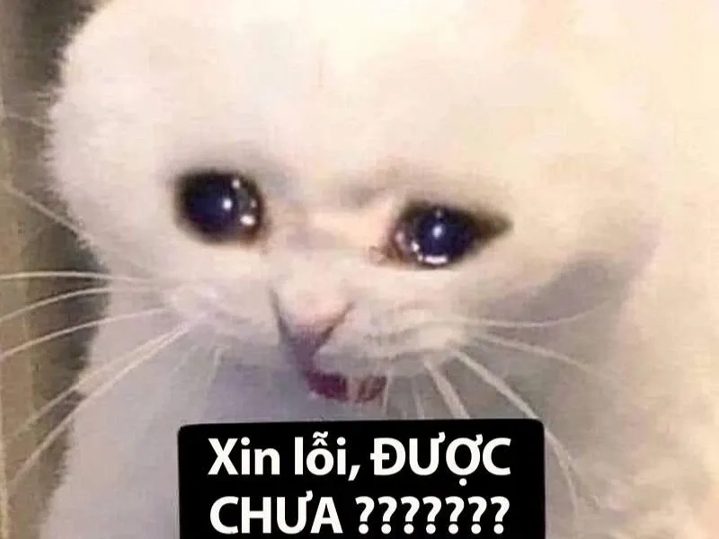 Frog cry meme rất dễ thương và hài hước, làm ai cũng phải cười.