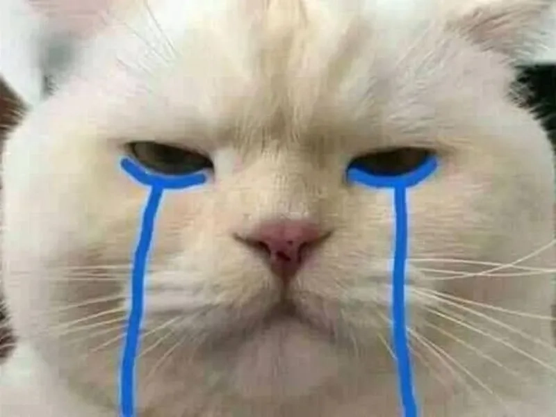 Girl cry meme cực kỳ dễ thương và hài hước, khiến ai cũng phải yêu thích.