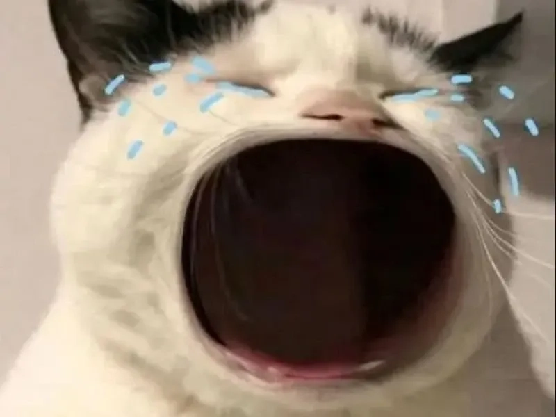 Jerry crying meme cực kỳ dễ thương, khiến ai cũng phải bật cười.