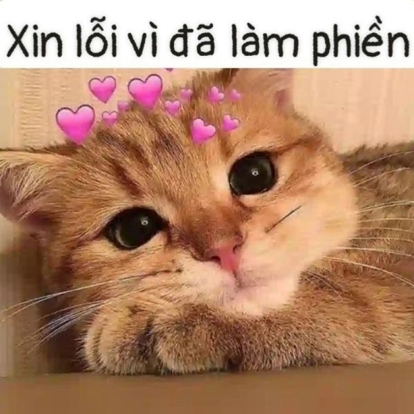 Ảnh meme mèo cute với biểu cảm siêu dễ thương.