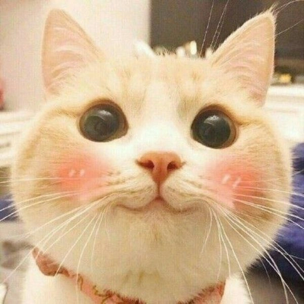 Avatar mèo meme cute cực kỳ dễ thương và đáng yêu.