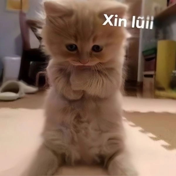 Avatar meme bựa cute cực kỳ đáng yêu và độc đáo.