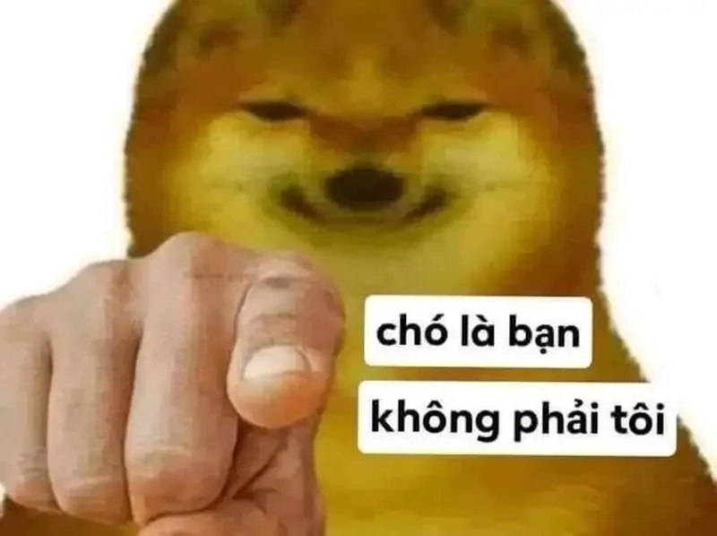 Ảnh meme dog cực kỳ hài hước, khiến bạn không thể rời mắt!