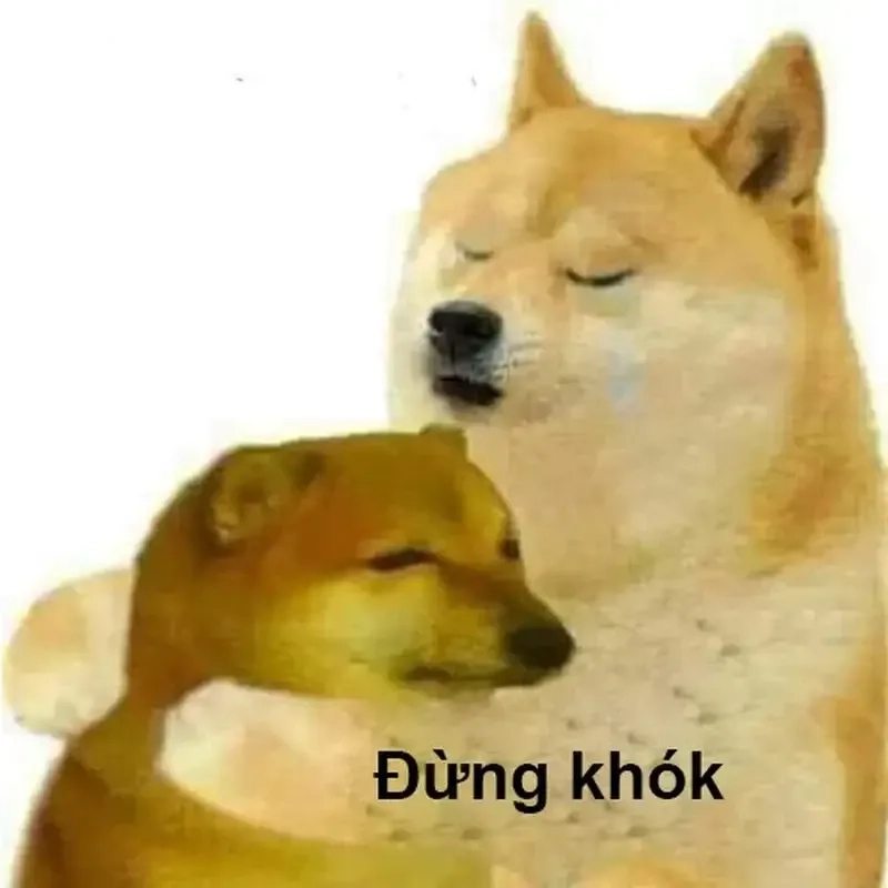 Sus dog meme cực kỳ hài hước, khiến ai cũng phải bật cười!