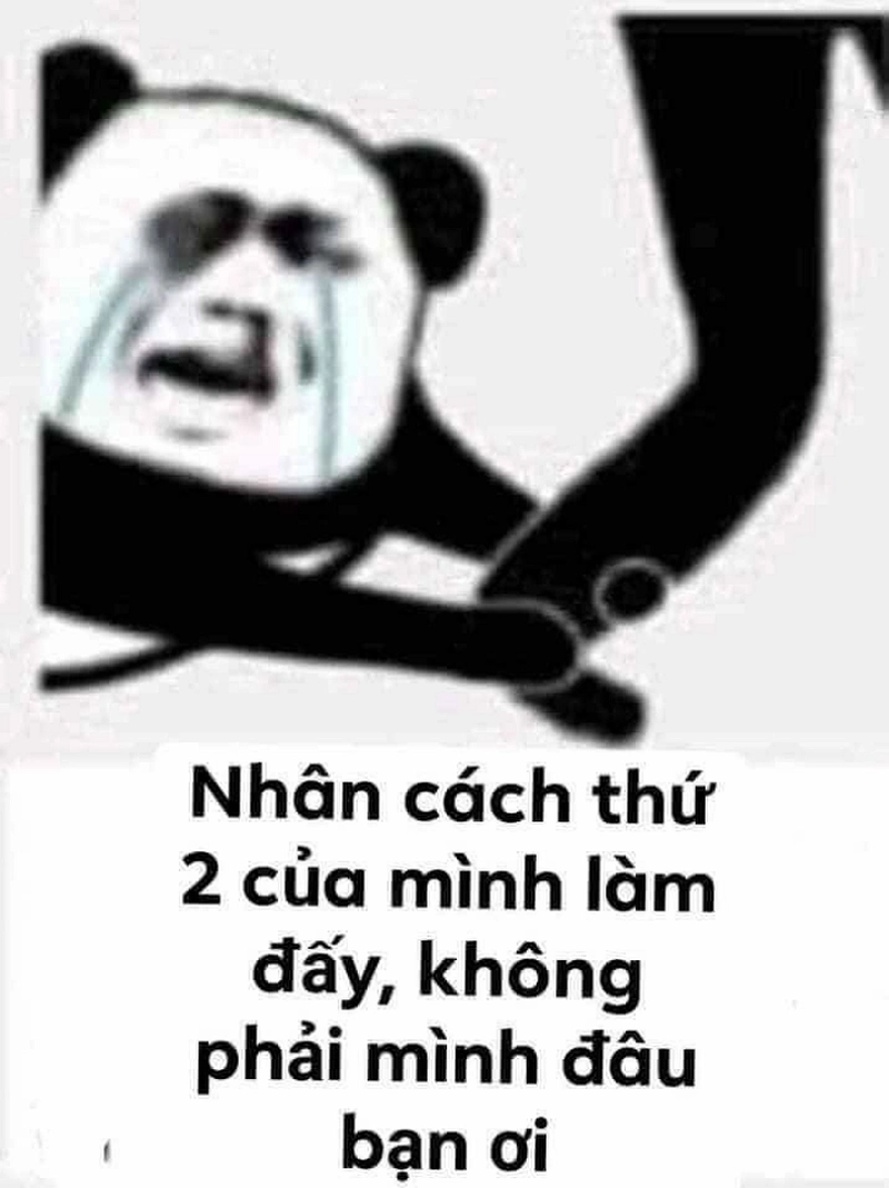 Meme gấu trúc thật vô cùng ngộ nghĩnh và đáng yêu!