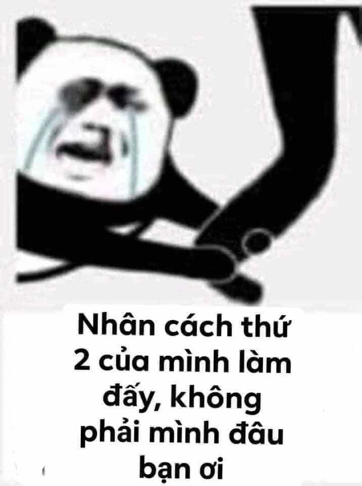 Bựa meme gấu trúc luôn mang đến những tình huống hài hước khó đỡ!