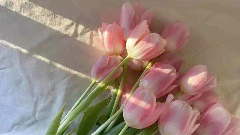 Hình nền hoa tulip mang đến không gian tươi sáng, dễ thương cho màn hình của bạn