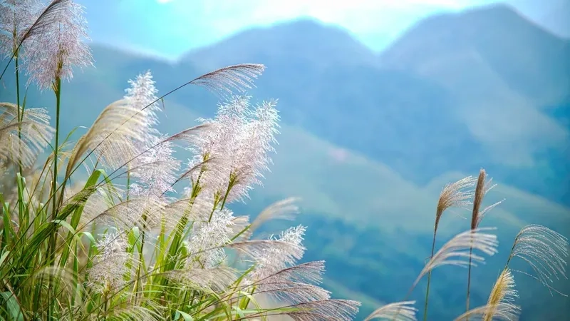 Khám phá hình ảnh thiên nhiên đẹp tuyệt vời 4K, mang lại không gian sống động và giúp bạn kết nối với thiên nhiên.