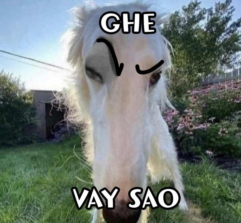 Cười đau bụng với meme mèo bựa cực kỳ hài hước.