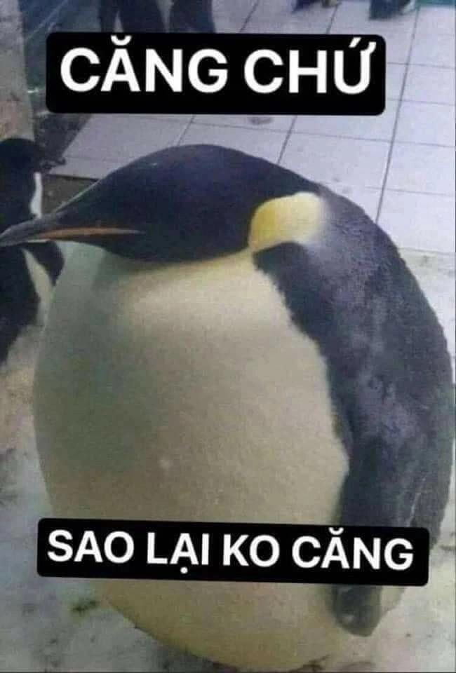 Meme mèo hài bựa sẽ làm bạn bật cười suốt ngày.