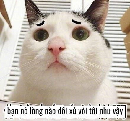 Cười không ngừng với meme mèo bựa siêu đáng yêu.