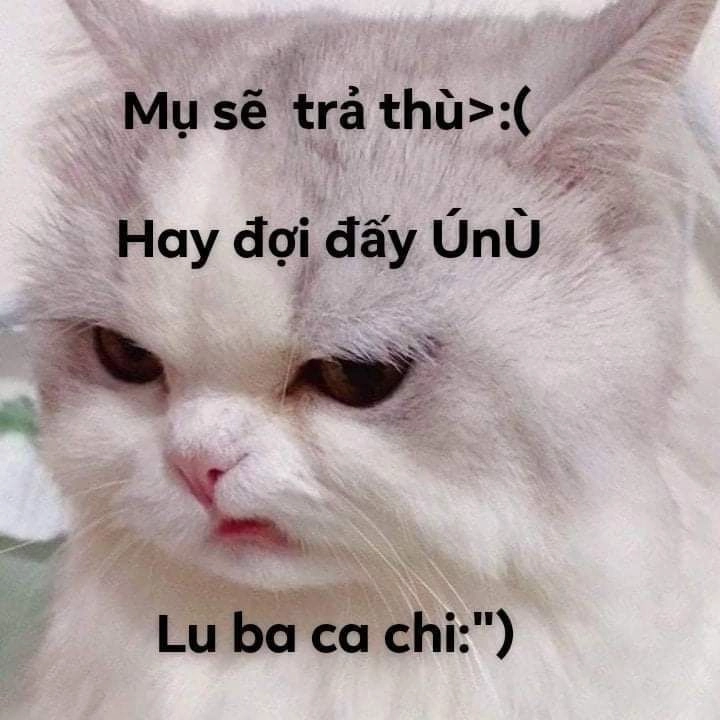 Meme hài hước bựa này khiến bạn không thể nhịn cười.