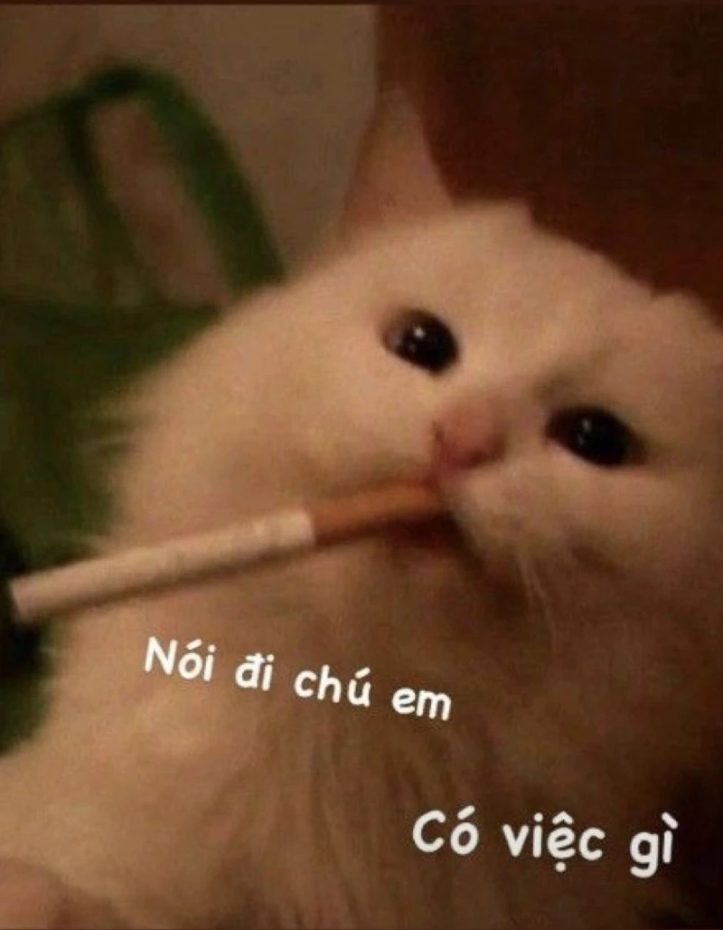 Meme mèo khóc bựa đầy cảm xúc, nhưng vẫn cực kỳ hài hước.