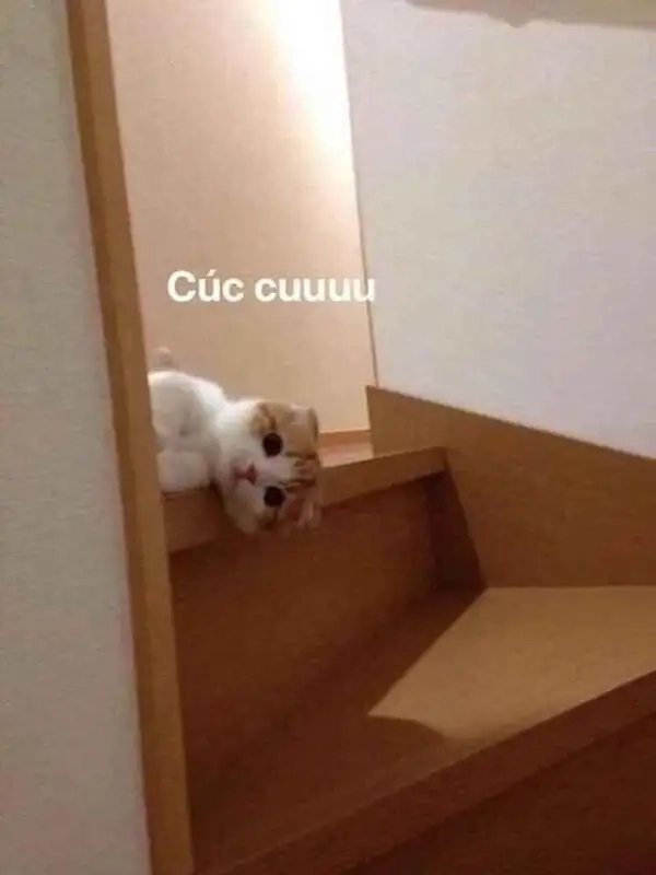 Chào buổi sáng với meme xin chào cute, làm ngày mới thêm vui!