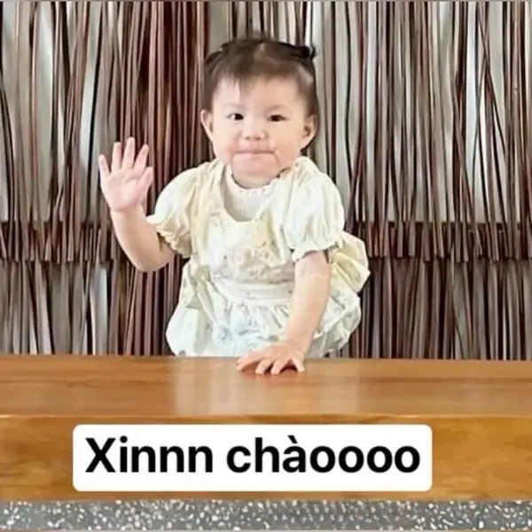 Meme mèo chào ngày mới, niềm vui mới cho mỗi sáng sớm!