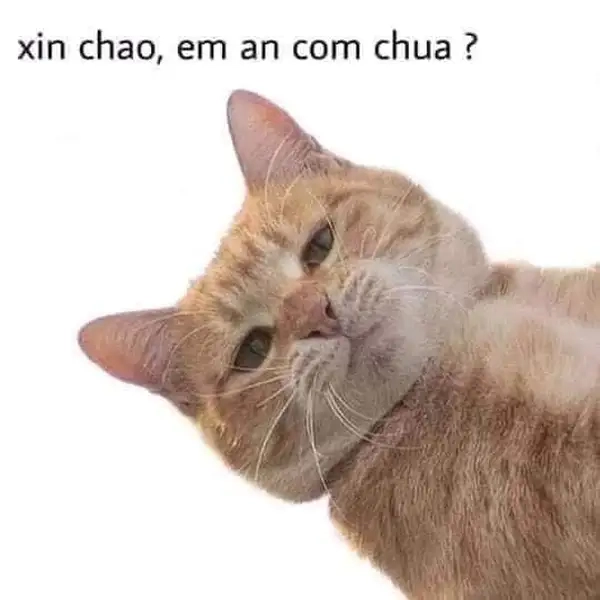 Meme xin chào dễ thương sẽ khiến bạn mỉm cười ngay lập tức!