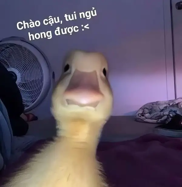 Meme mèo chào cờ sẽ khiến bạn cười sảng khoái vào buổi sáng!