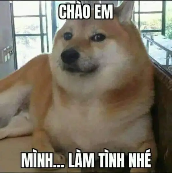 Ảnh chào meme dễ thương, một cách thú vị để bắt đầu ngày mới!