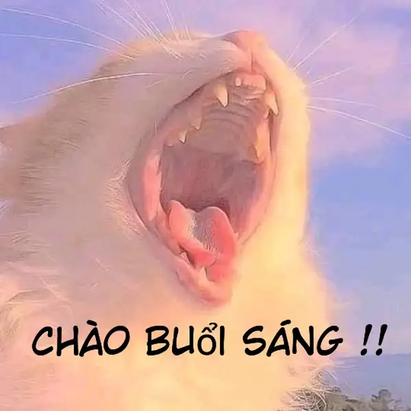 Meme gấu trúc xin chào dễ thương, mang đến tiếng cười bất ngờ!