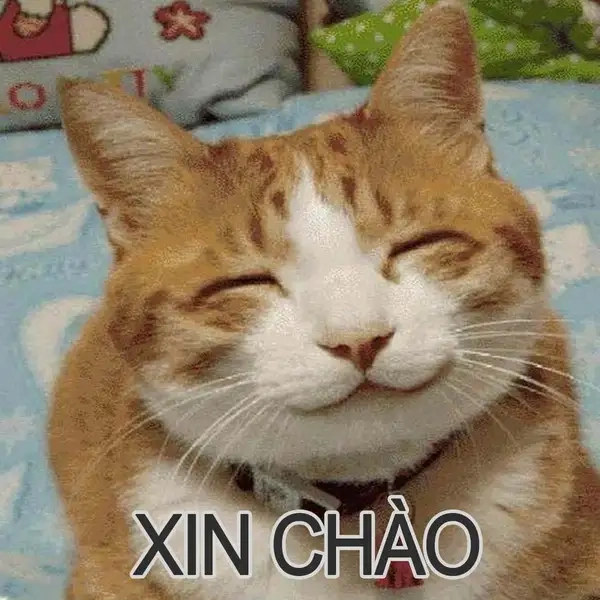 Meme xin chào hài hước, chúc bạn ngày mới thật thú vị!