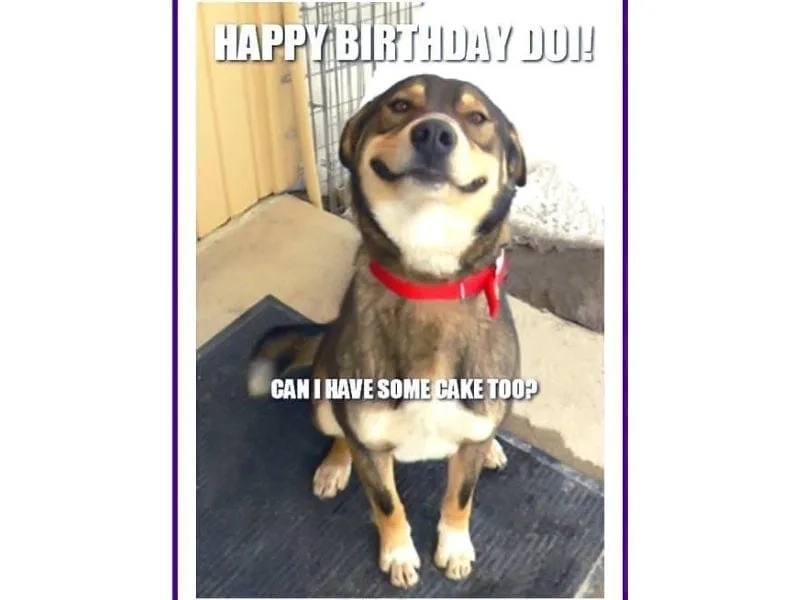 Chúc mừng sinh nhật cực kỳ sinh động với happy birthday meme gif!