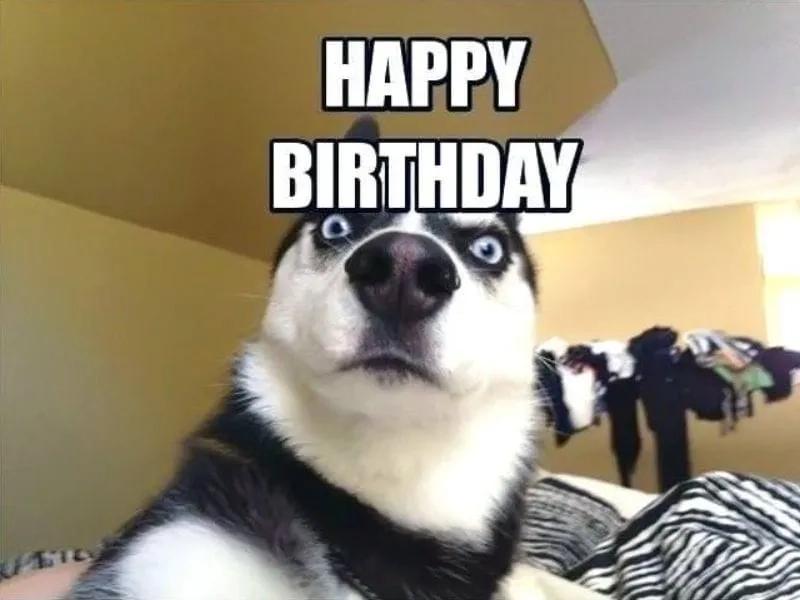 Chúc mừng sinh nhật với meme happy birthday meme chúc mừng sinh nhật thú vị!