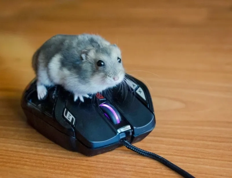 Cute hài hước meme chuột hamster tạo niềm vui bất ngờ