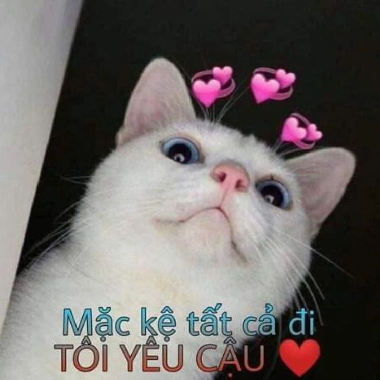 Meme chúc ngủ ngon đáng yêu này sẽ giúp bạn có giấc mơ đẹp!