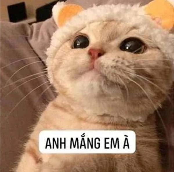 Khia ảnh meme cute này sẽ khiến bạn thêm phần phấn khích!