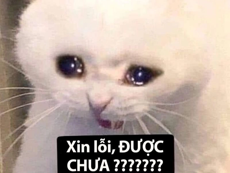 Đừng quên gửi meme chúc mừng sinh nhật cute này để làm người nhận vui vẻ!