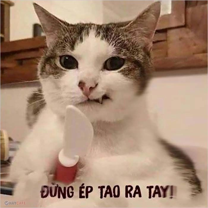 Meme đánh vào mông với những pha hành động đáng yêu và hài hước.