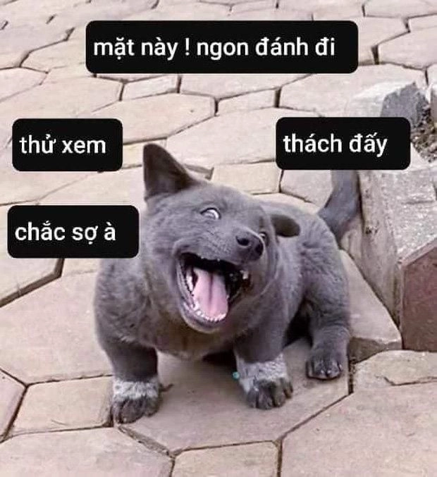 Meme đánh hội đồng khiến bạn không thể nhịn cười với những tình huống đầy kịch tính.