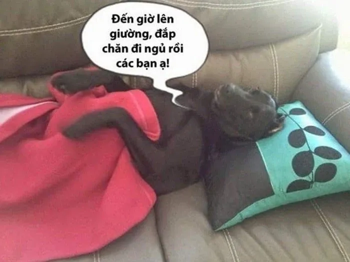 Meme mèo chúc ngủ ngon dễ thương sẽ khiến bạn muốn ngủ ngay!