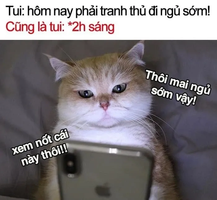 Hãy meme ngủ đi và cảm nhận giấc ngủ ngon lành ngay lập tức!