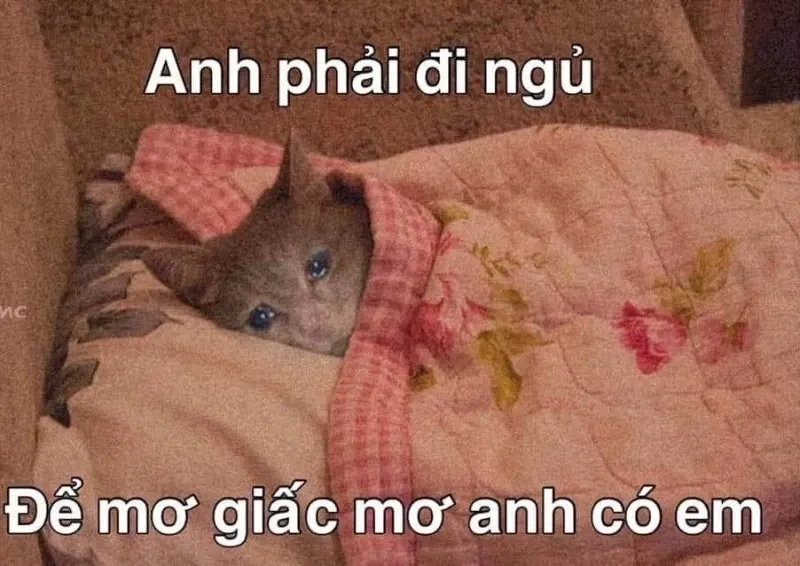 Mất ngủ meme này chắc chắn sẽ khiến bạn cười vang đêm khuya.