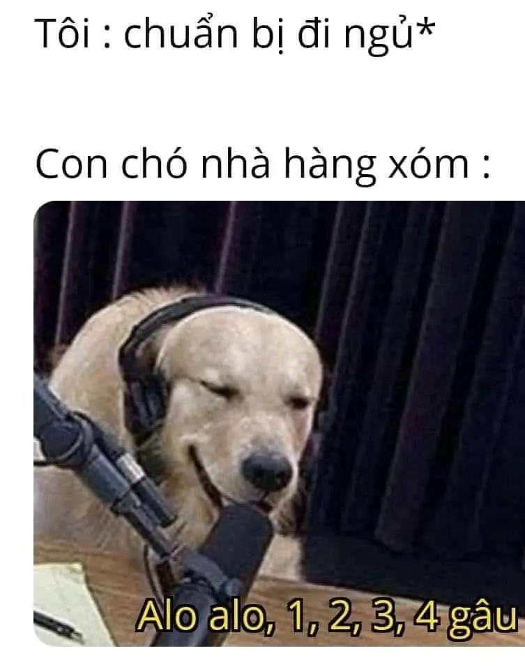 Meme mèo mới ngủ dậy cực kỳ đáng yêu, bạn sẽ yêu thích ngay.