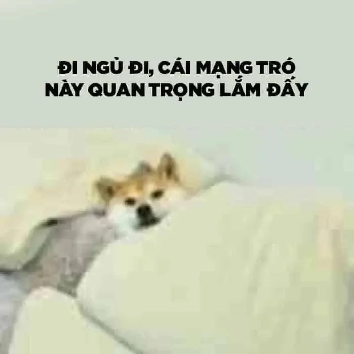 Công chúa ngủ trong rừng meme siêu đáng yêu khiến bạn bật cười.