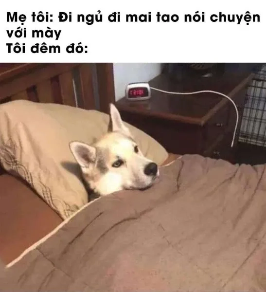 Meme công chúa ngủ trong rừng dễ thương, giúp bạn thư giãn đêm khuya.