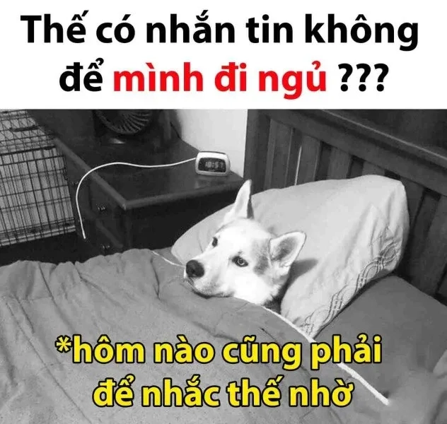 Nếu bạn mất ngủ, đừng quên xem meme mèo mất ngủ hài hước!