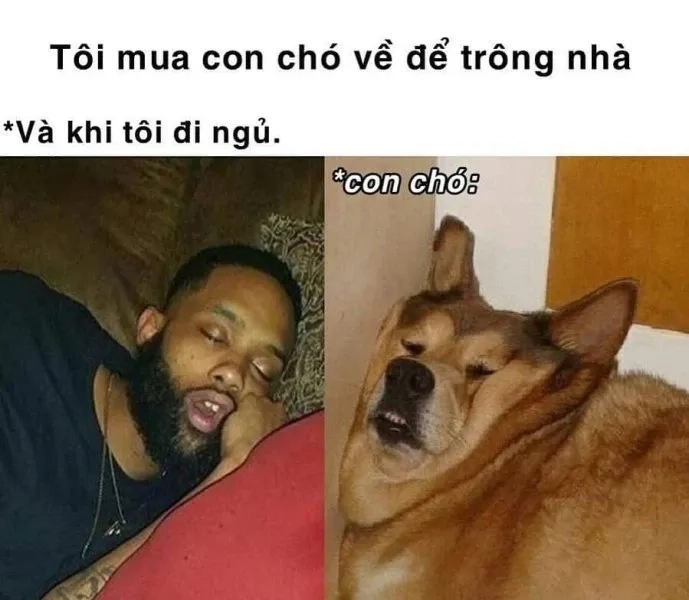 Meme không ngủ được siêu hài hước, khiến bạn bật cười không ngừng.