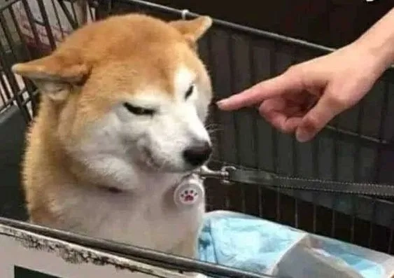 Meme doge việt nam hài hước, gần gũi với người Việt.