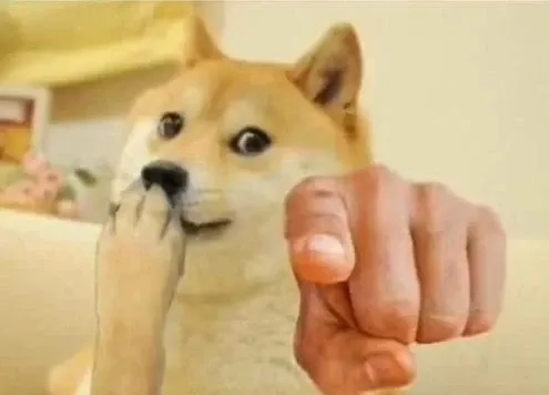 Doge shiba inu dog meme siêu dễ thương, không thể bỏ qua.